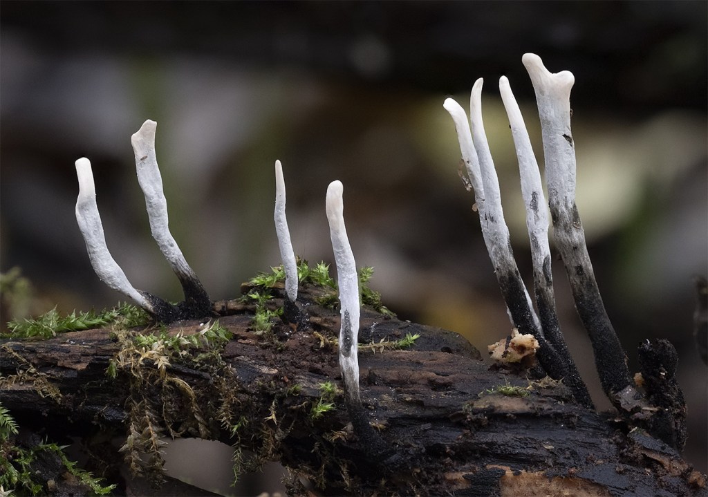 Candlesnuff Fungus  Paul Rule
