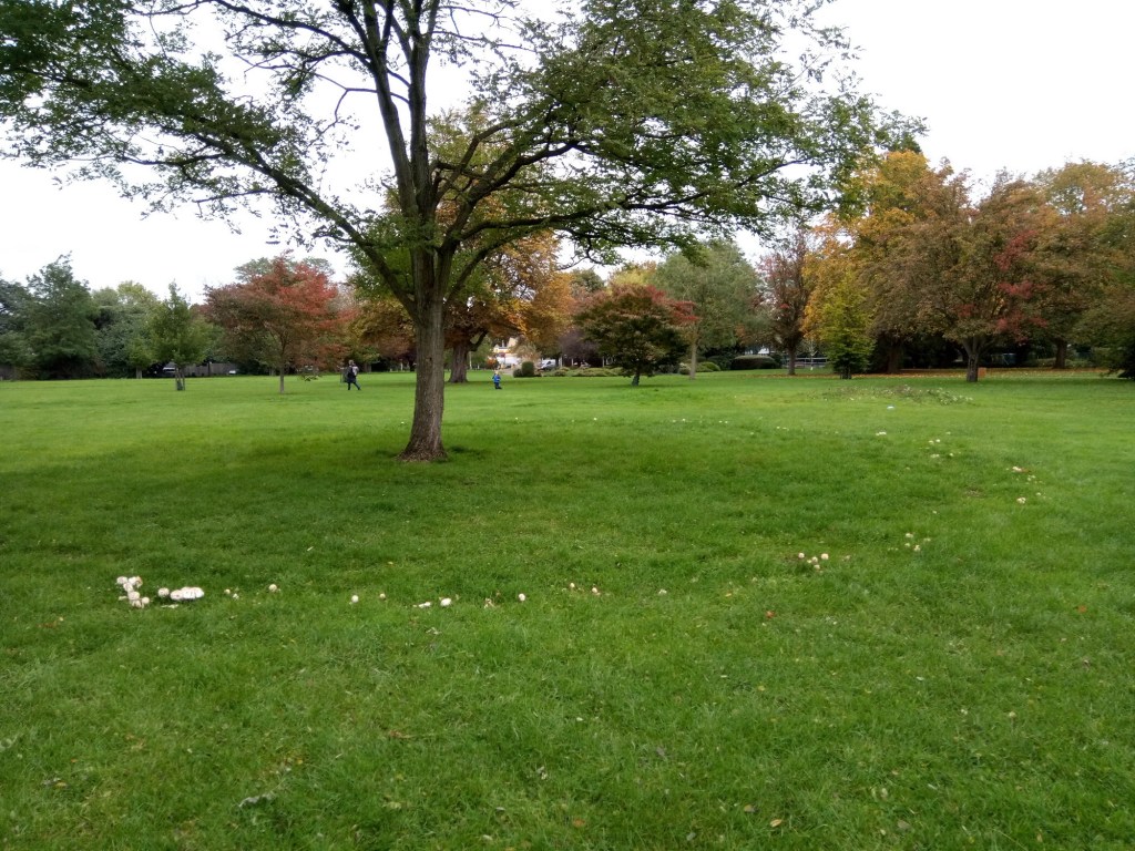 Fairy Ring  Stella Tranah