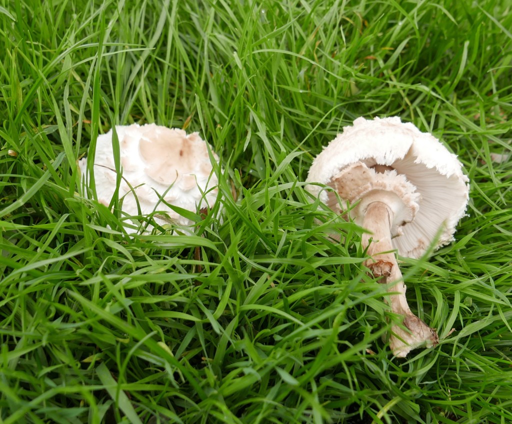 Shaggy Parasol    Mark Hill